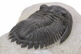 Detailed Hollardops Trilobite - Ofaten, Morocco #221034-4